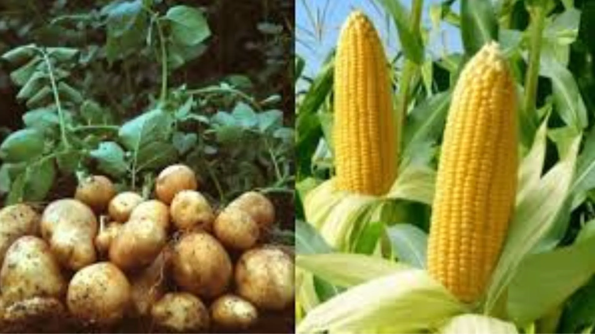 यूपी में मक्का-आलू को मिलेगा सीधा बाजार, Ninjacart-Agristo से करार, 10 हजार किसानों की आय में होगी बढ़ोतरी  