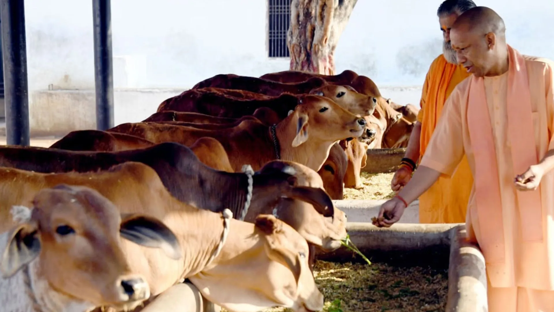 पशुओं को छाया और चारा उपलब्ध कराएगी योगी सरकार, UP की सभी गोशालाओं में विकसित होंगे गोपाल वन  