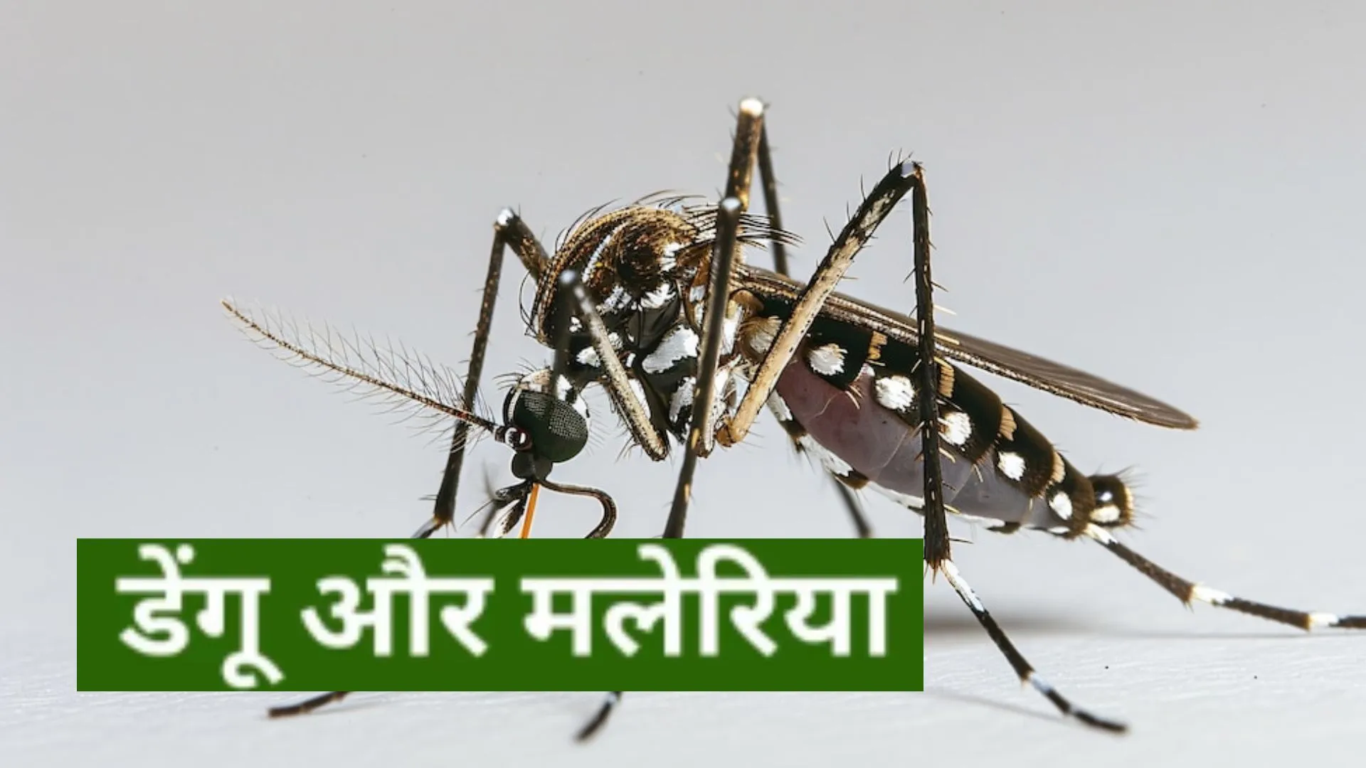 डेंगू-मलेरिया की रोकथाम के लिए चलेगा प्रचार अभियान, PA system के माध्यम से बचाव के लिए किया जाएगा जागरूक