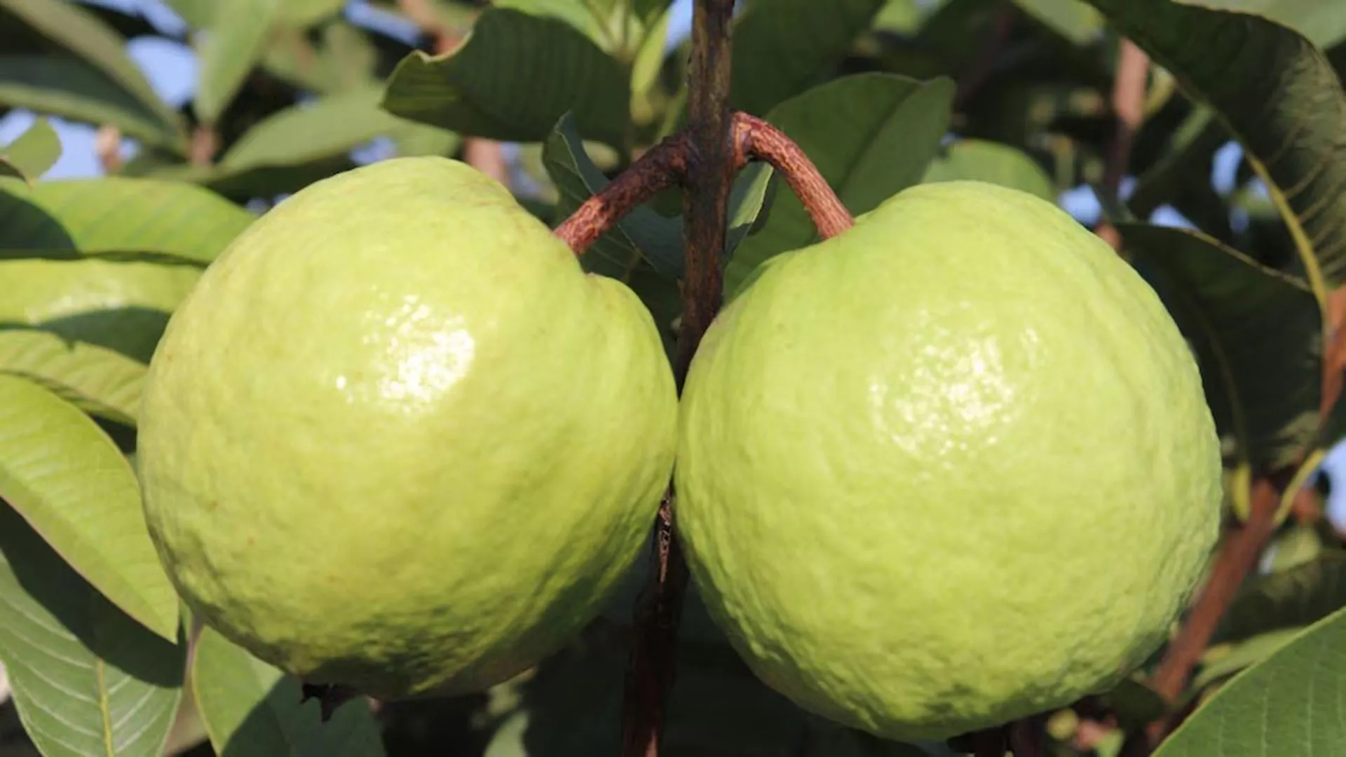 बदायूं: अमरूद का बाग लगाने वाले किसानों को मिलेगा 1.20 लाख का अनुदान