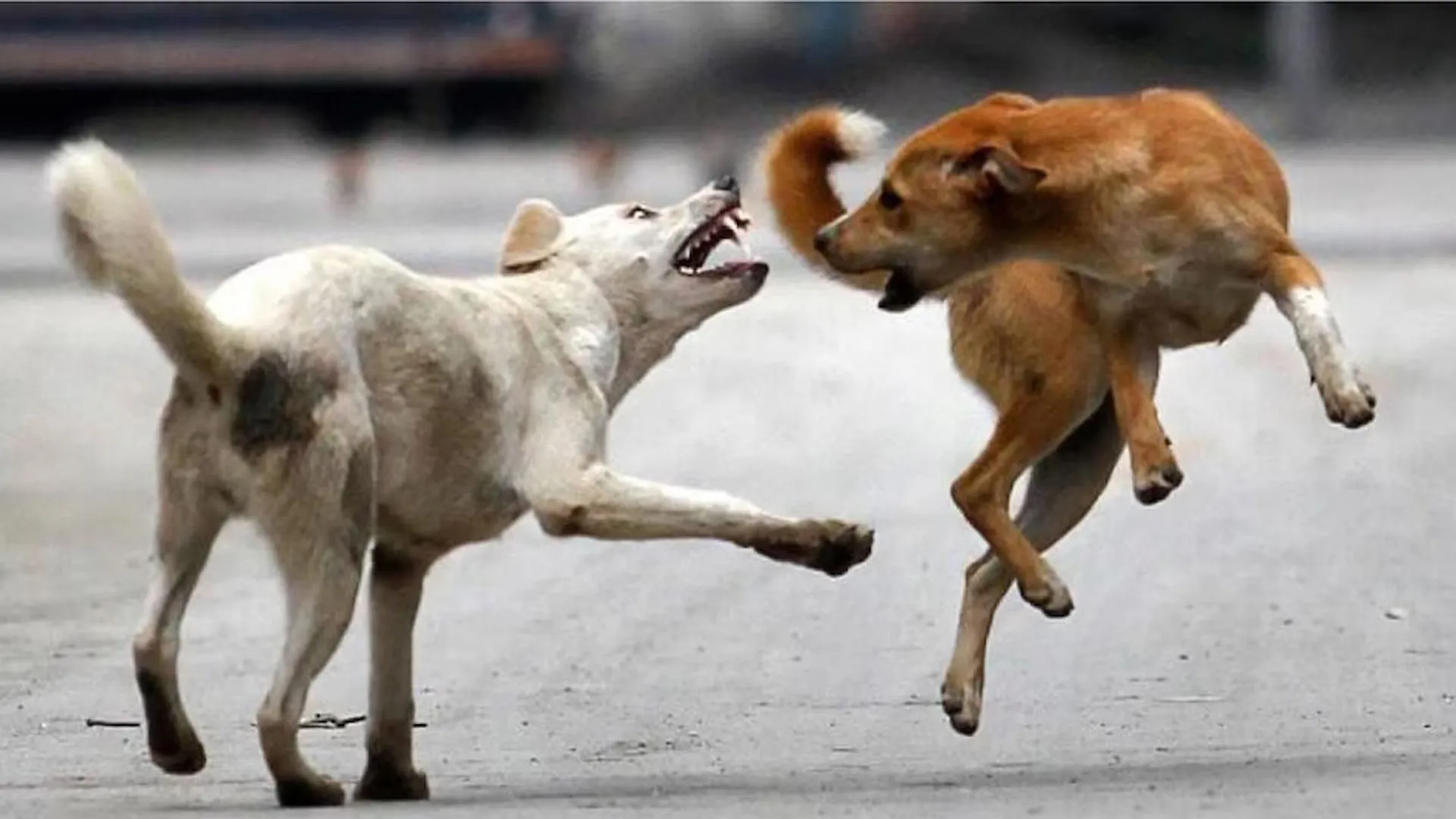 Bareilly: कुत्तों का आतंक...इज्जतनगर और किला में दो बच्चों पर हमला कर किया घायल