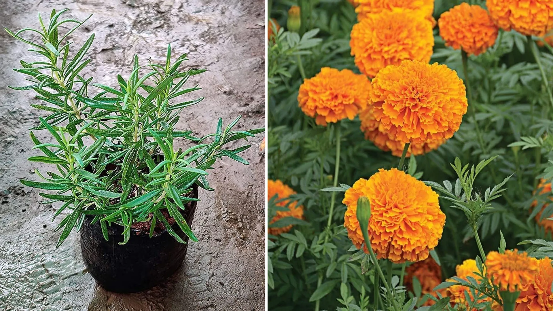 लखीमपुर खीरी: घरों में लगाएं रोजमेरी और गेंदा के प्लांट...मच्छरों से पक्का मिलेगा छुटकारा