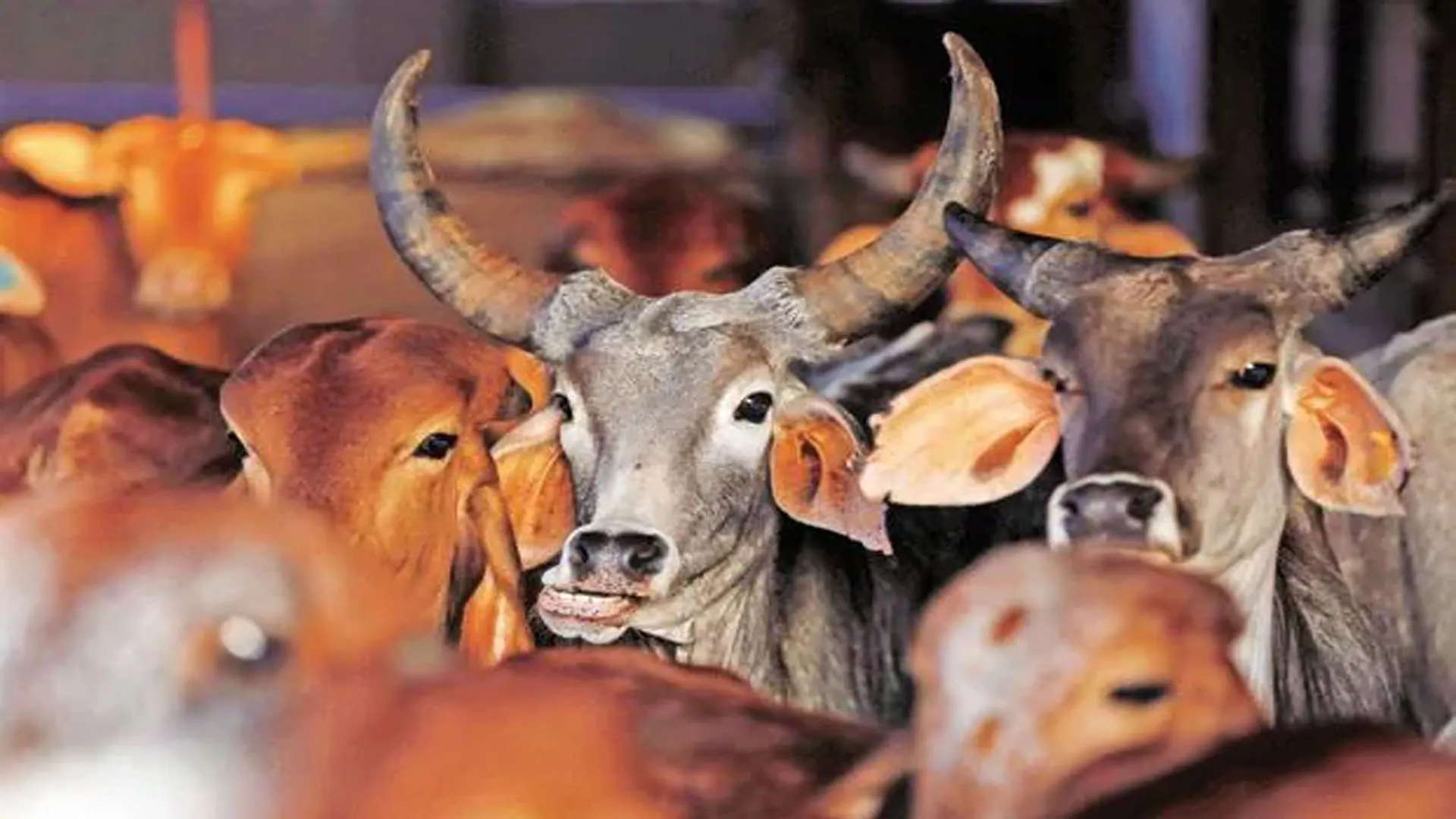 पीलीभीत: बेखौफ गोमांस तस्कर अब खेत और झाड़ियों में बना रहे स्लॉटर हाउस...अब सिरसा में वारदात