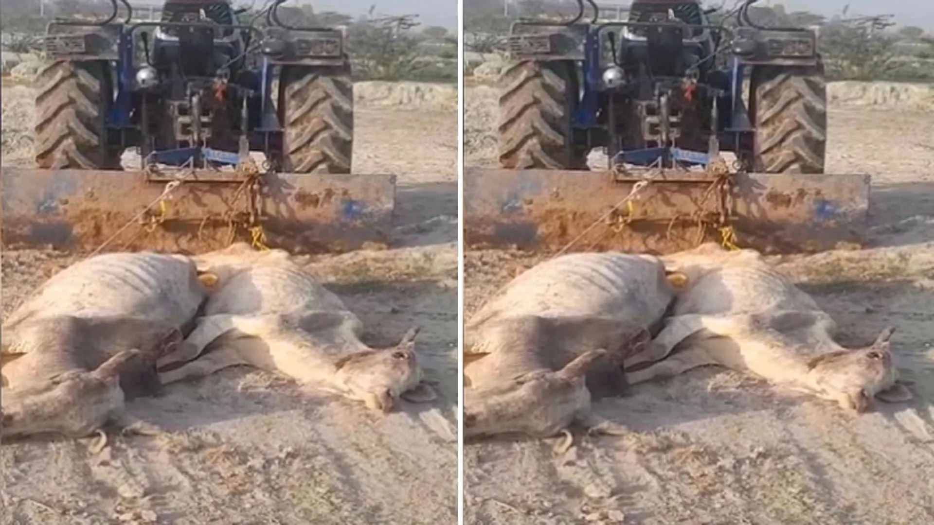 शर्मनाक...पशुओं के शव ट्रैक्टर से खींचे, वीडियो वायरल हुआ तो कार्रवाई के आदेश