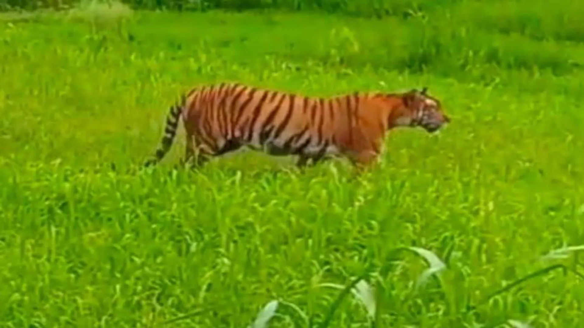 पीलीभीत: अमरिया में घूम रही बाघिन...रेस्क्यू के लिए पीसीसीएफ वाइल्डलाइफ से मांगी अनुमति