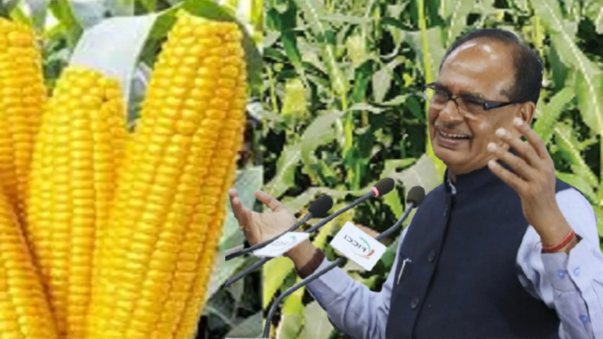 'मक्का उत्पादन दोगुना करेगा भारत,  2047 तक 8.6 करोड़ टन का लक्ष्य', फिक्की के कार्यक्रम में बोले कृषि मंत्री शिवराज सिंह