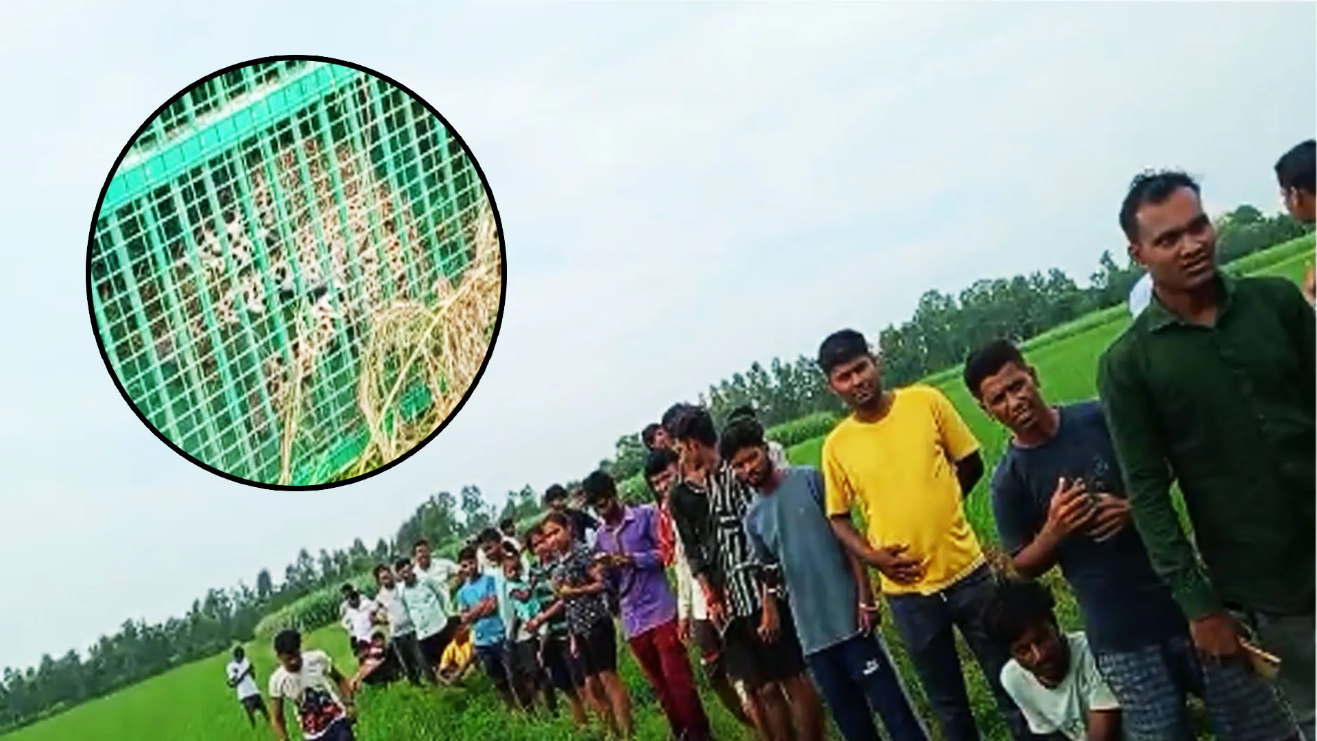 Bareilly: हाफिजगंज की बंद फैक्ट्री से पकड़ा तेंदुआ...एक महीने से खेल रहा था आंख-मिचौली