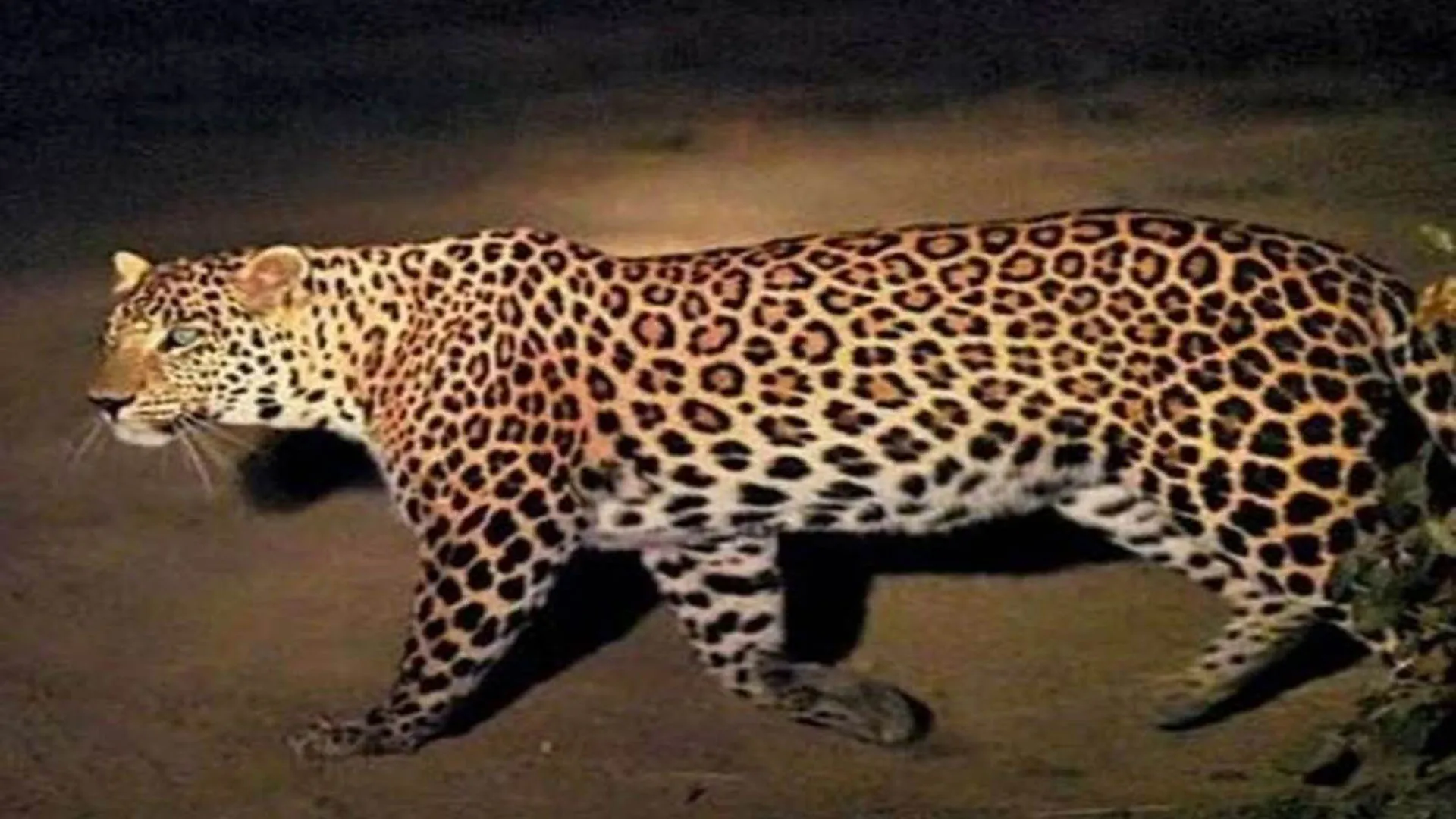 लखीमपुर खीरी: तेंदुए के खौफ से ग्रामीणों में दहशत...वन विभाग के खिलाफ आक्रोश 