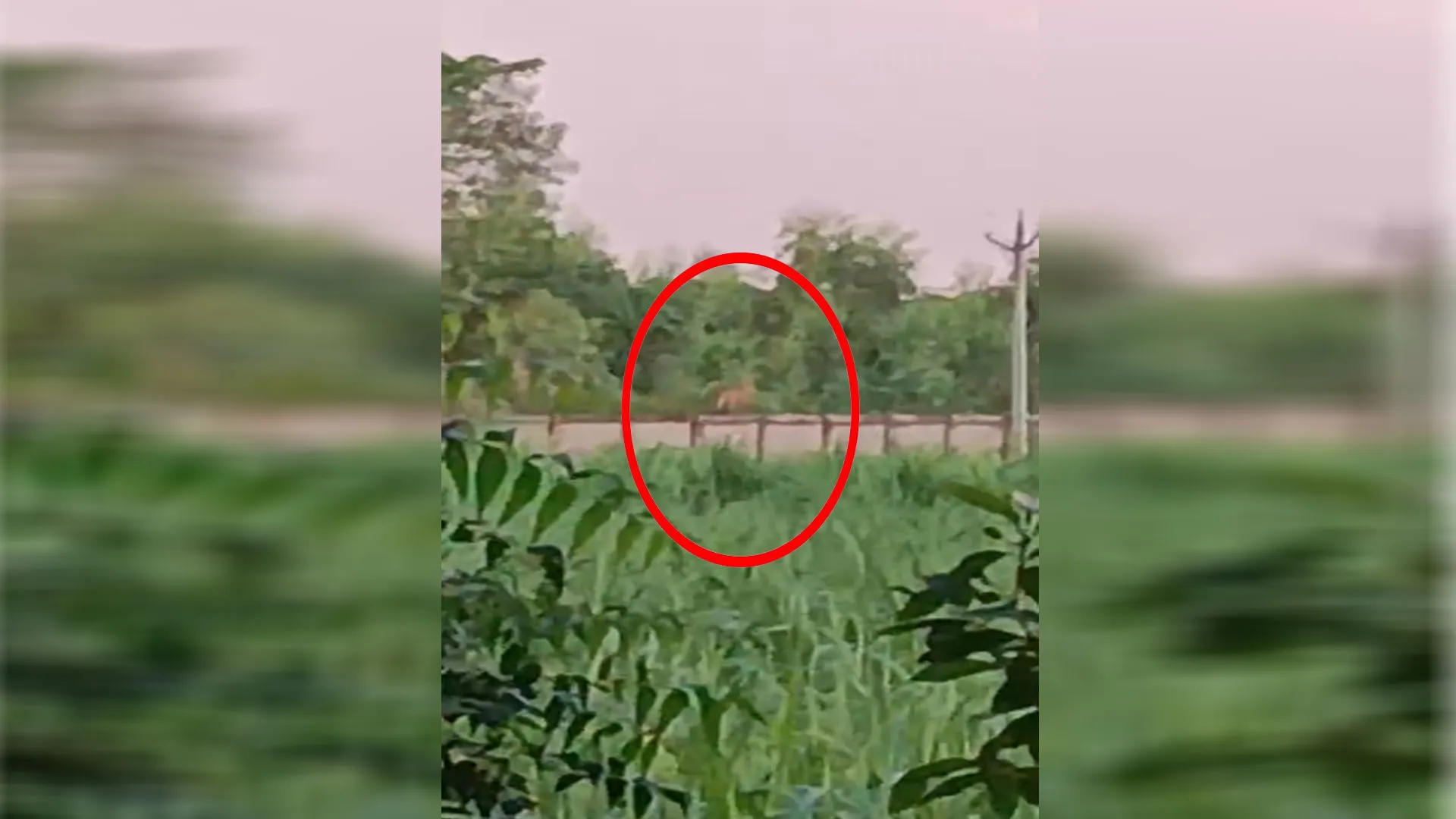 Bareilly: फैक्ट्री की दीवार पर फिर दिखा तेंदुआ...वीडियो वायरल होने के बाद दहशत