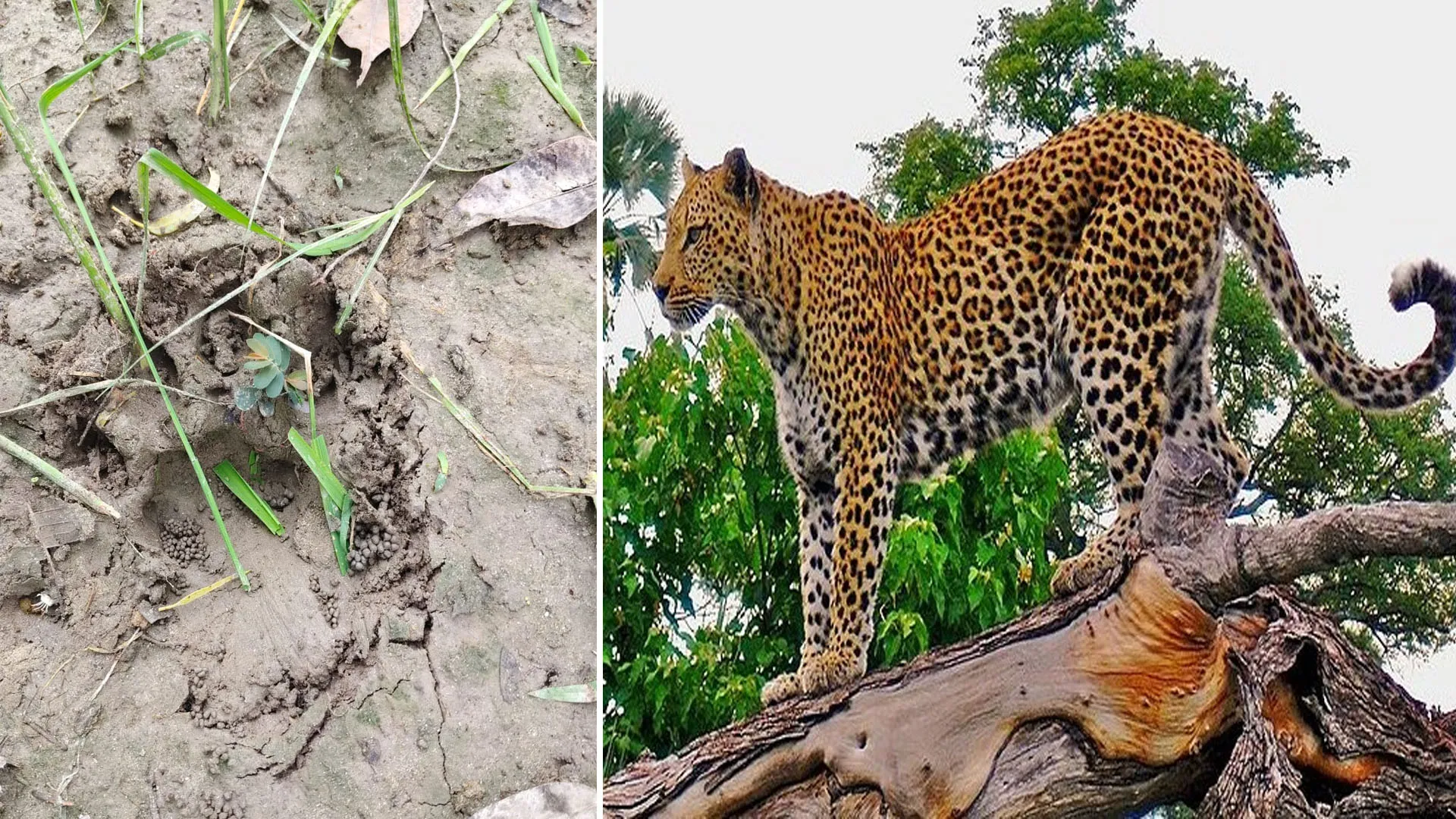 लखीमपुर खीरी: खेत पर दिखा तेंदुआ...किसानों ने भागकर बचाई जान, ग्रामीणों में फैली दहशत