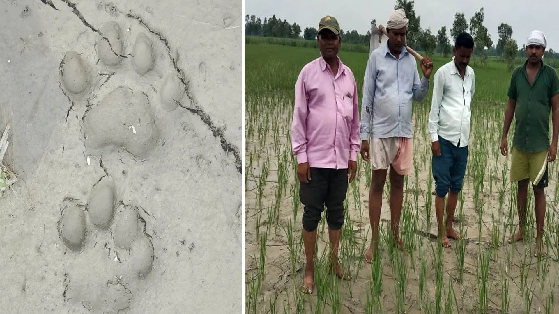 पीलीभीत: खेत में पगचिह्न पर बाघ का शोर...वनकर्मी ने बताया तेंदुआ