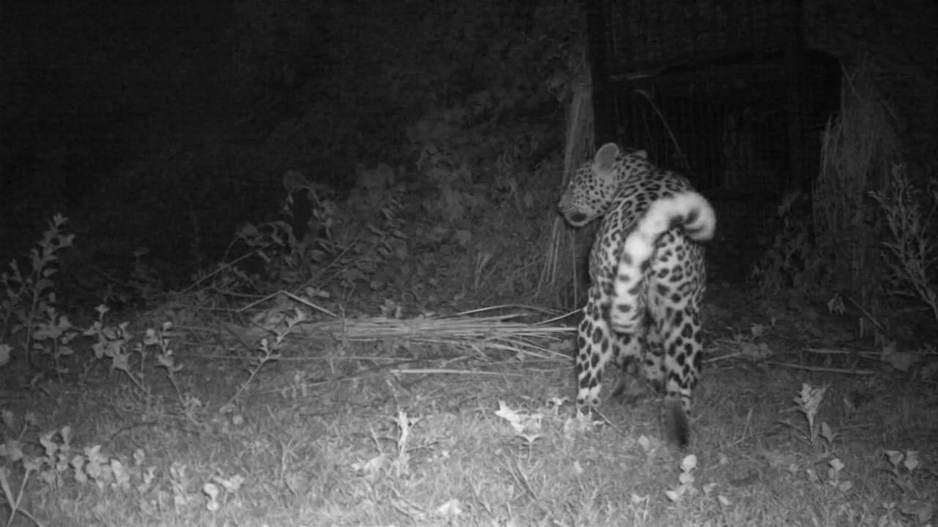 लखीमपुर खीरी: पूर्व विधायक के आवास के पास पकड़ा गया तेंदुआ दुधवा में छोड़ा