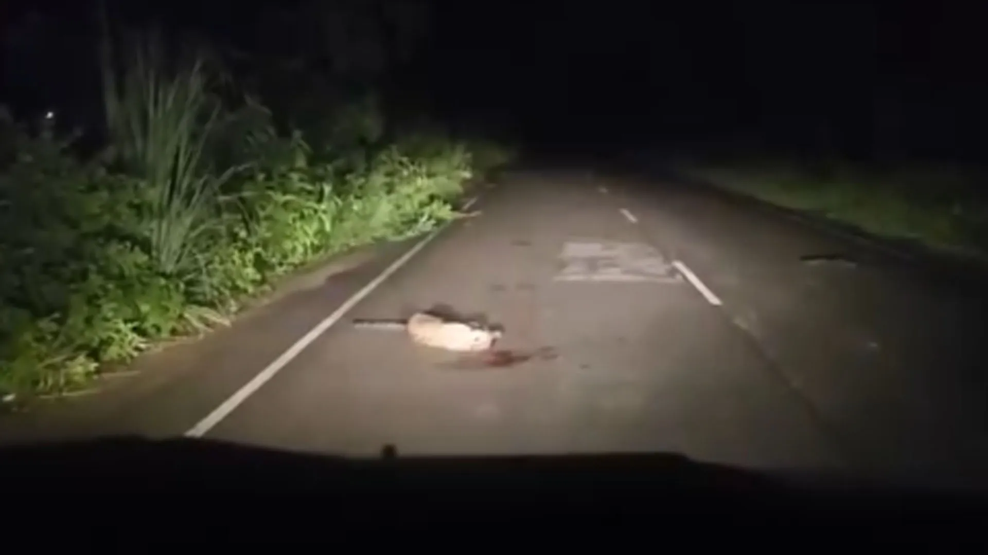 लखीमपुर खीरी: कार की टक्कर से सड़क क्रॉस कर रहे तेंदुए की मौत