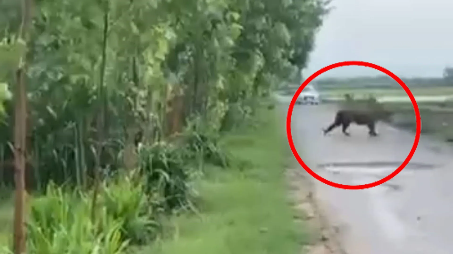 Bareilly: पिंजरे में बकरा लगाया मगर शिकार करने नहीं आ रहा तेंदुआ