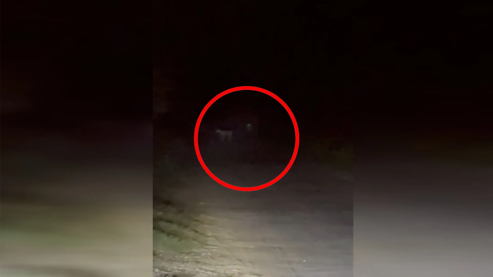 Bareilly: हाफिजगंज में दो तेंदुए दिखने से फैली दहशत...एक दिन पहले किसान को किया था घायल