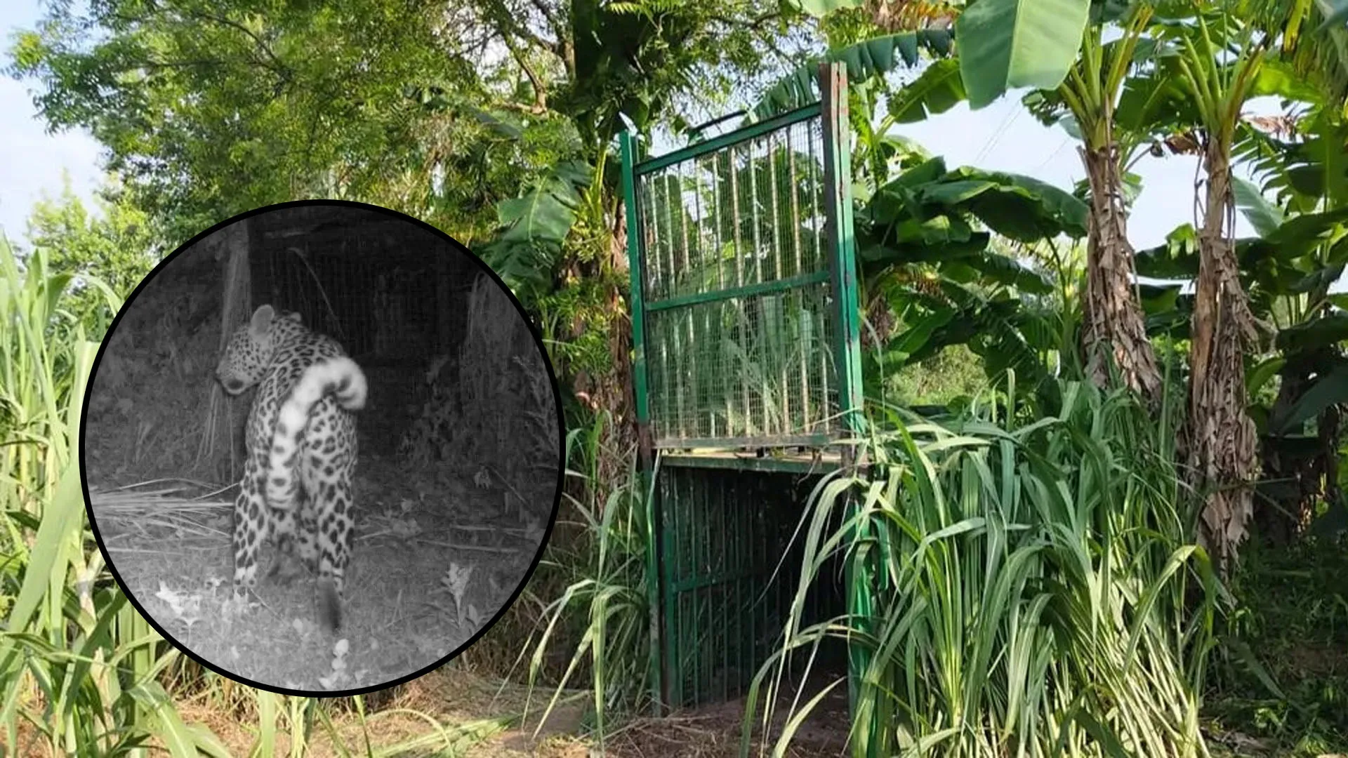 लखीमपुर खीरी: बच्चे की मौत के बाद वन विभाग ने लगाए ट्रैप कैमरे व पिंजड़ा...सीसीटीवी में दिखा तेंदुआ