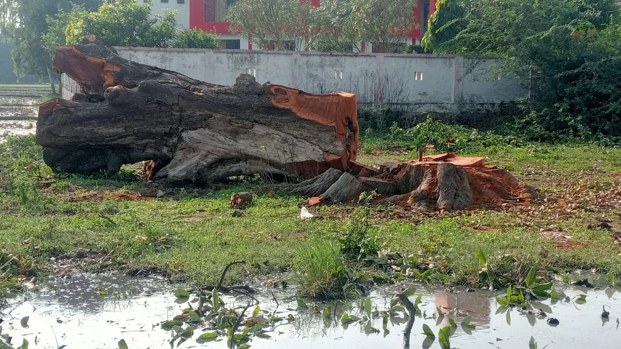 लखनऊ में हरियाली पर चल रही लकड़ी माफियाओं की आरी : रातों-रात काट लिए पुराने वृक्ष, लोगों में आक्रोश