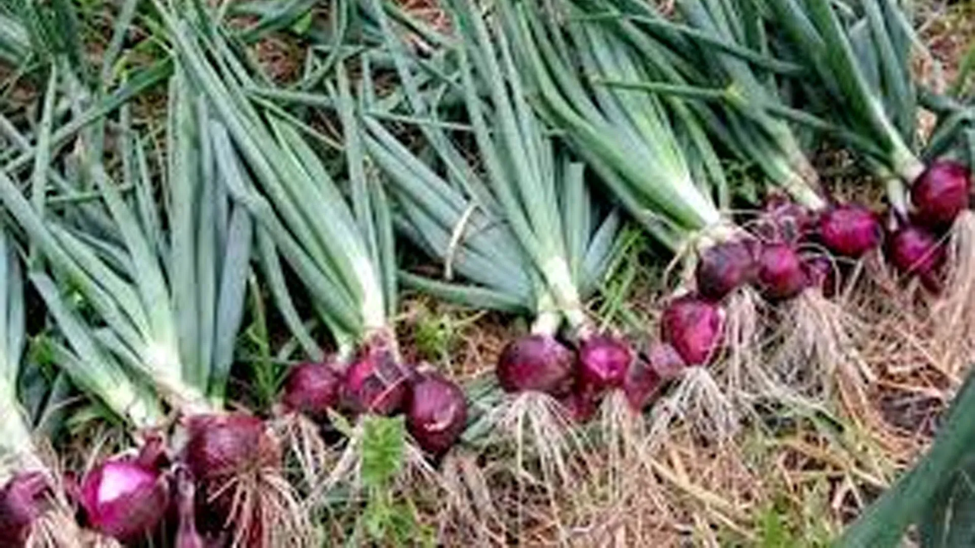 बदायूं: बढ़ेगी प्याज की खेती, उद्यान विभाग नि शुल्क देगा बीज