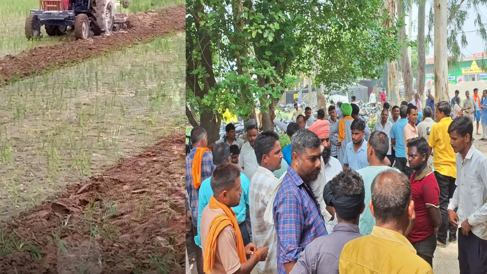 शाहजहांपुर: बिजली गुल रहने से नहीं हुई सिंचाई...मायूस किसान ने धान की फसल पर चलाया ट्रैक्टर