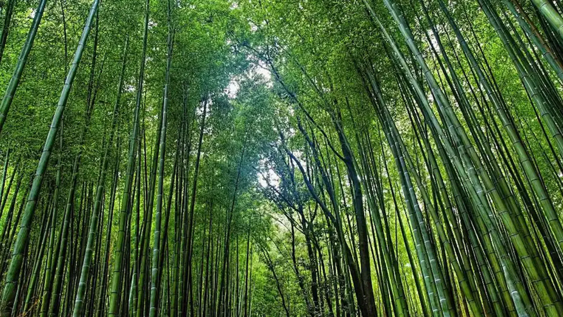 शाहजहांपुर: 10 एकड़ भूमि में लगेगा बास वन...तुर्कीखेड़ा में किया जाएगा पौधारोपण