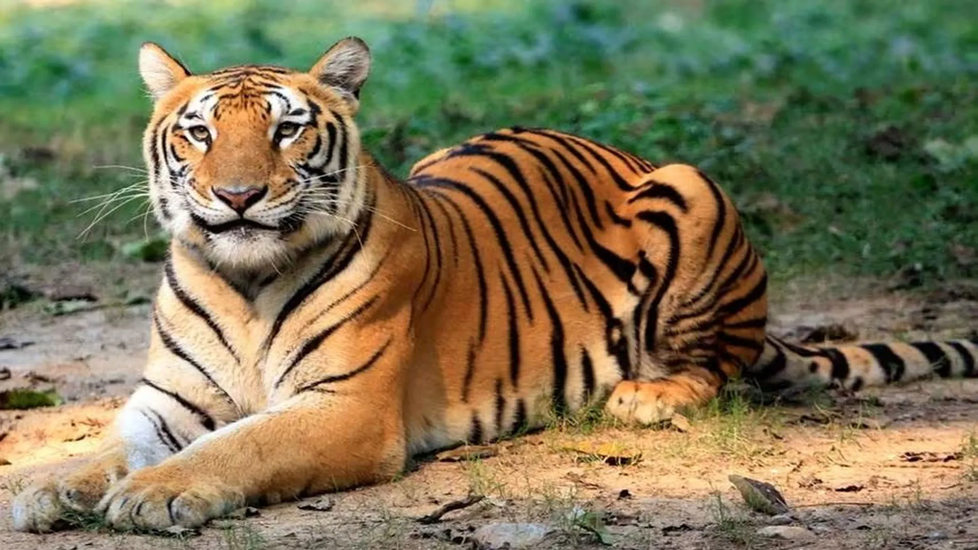 बिजनौर: बाघ की सूचना पर लगाए ट्रैप कैमरे और पिंजरे...ग्रामीणों दहशत बरकरार