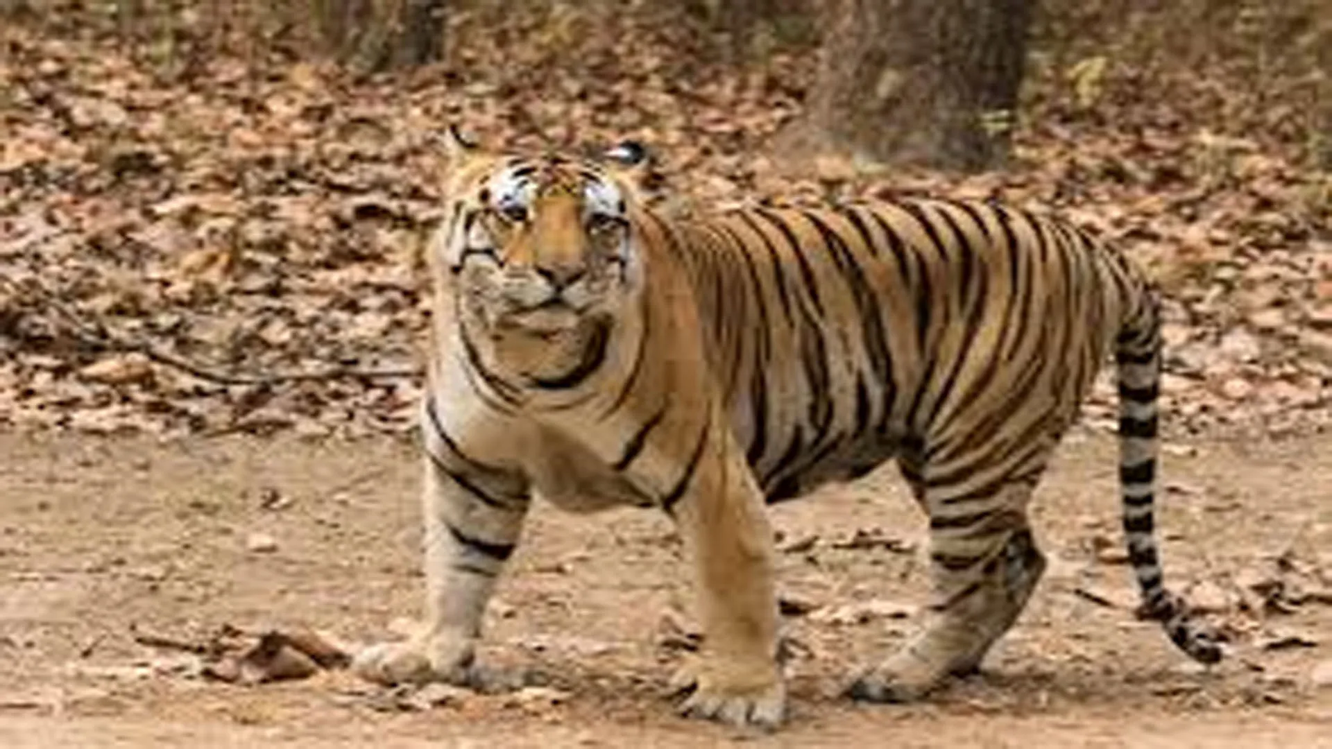 पीलीभीत: बाघ ने लगाई छलांग...गिरकर घायल हुए बाइक सवार