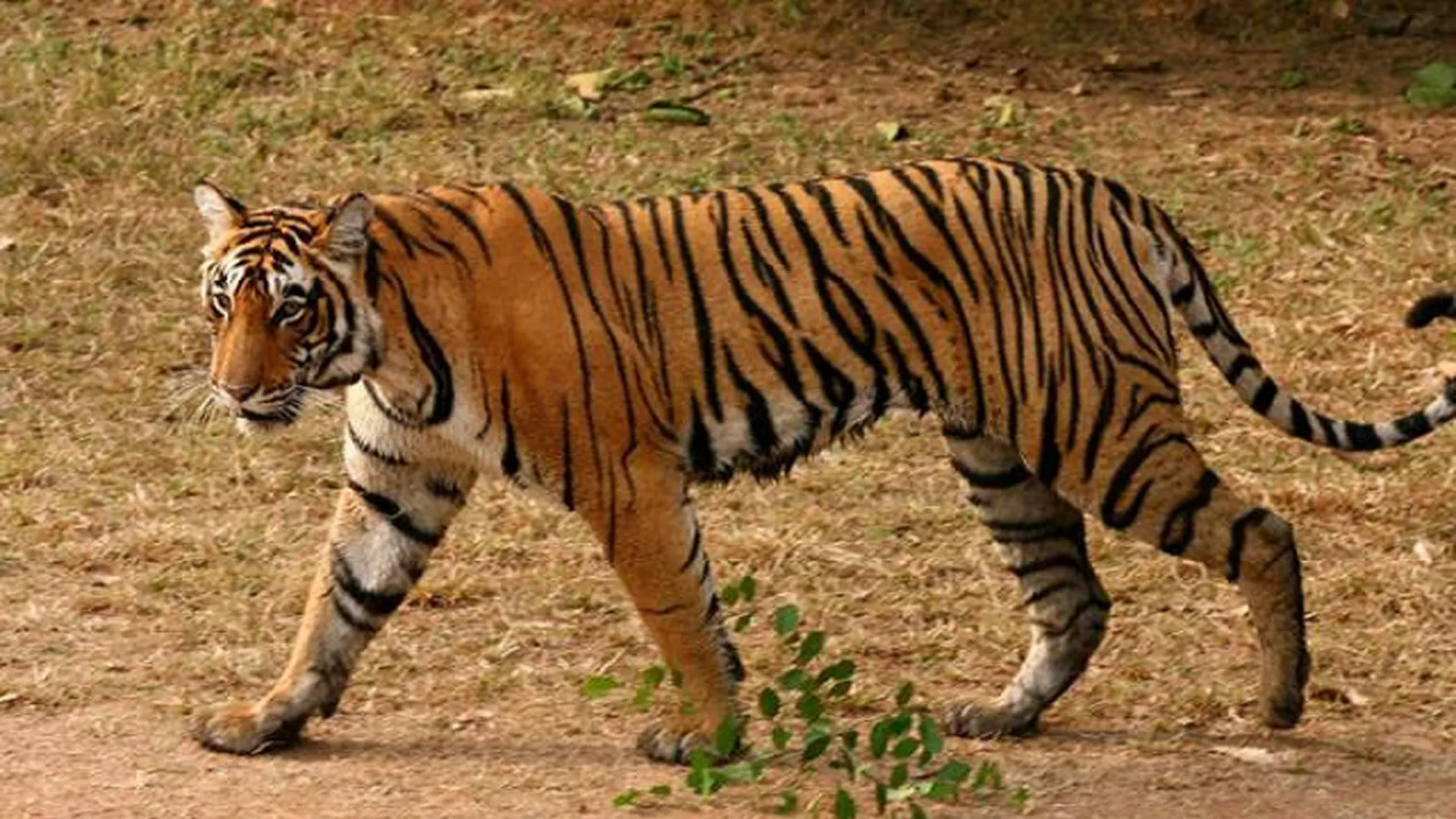 पीलीभीत: खुले में शौच नहीं जाने की अपील...क्योंकि गांव में घूम रहे बाघ और तेंदुआ