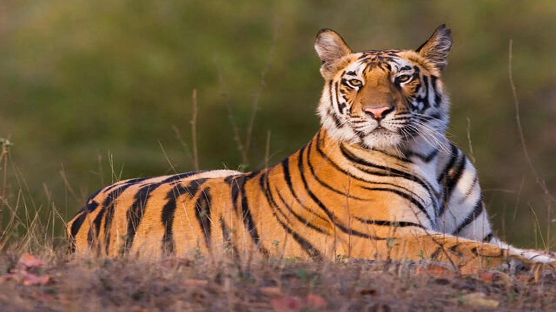 World Tiger Day: बाघ संरक्षण से मिली संजीवनी...लेकिन इंसानी टकराव बड़ी चुनौती