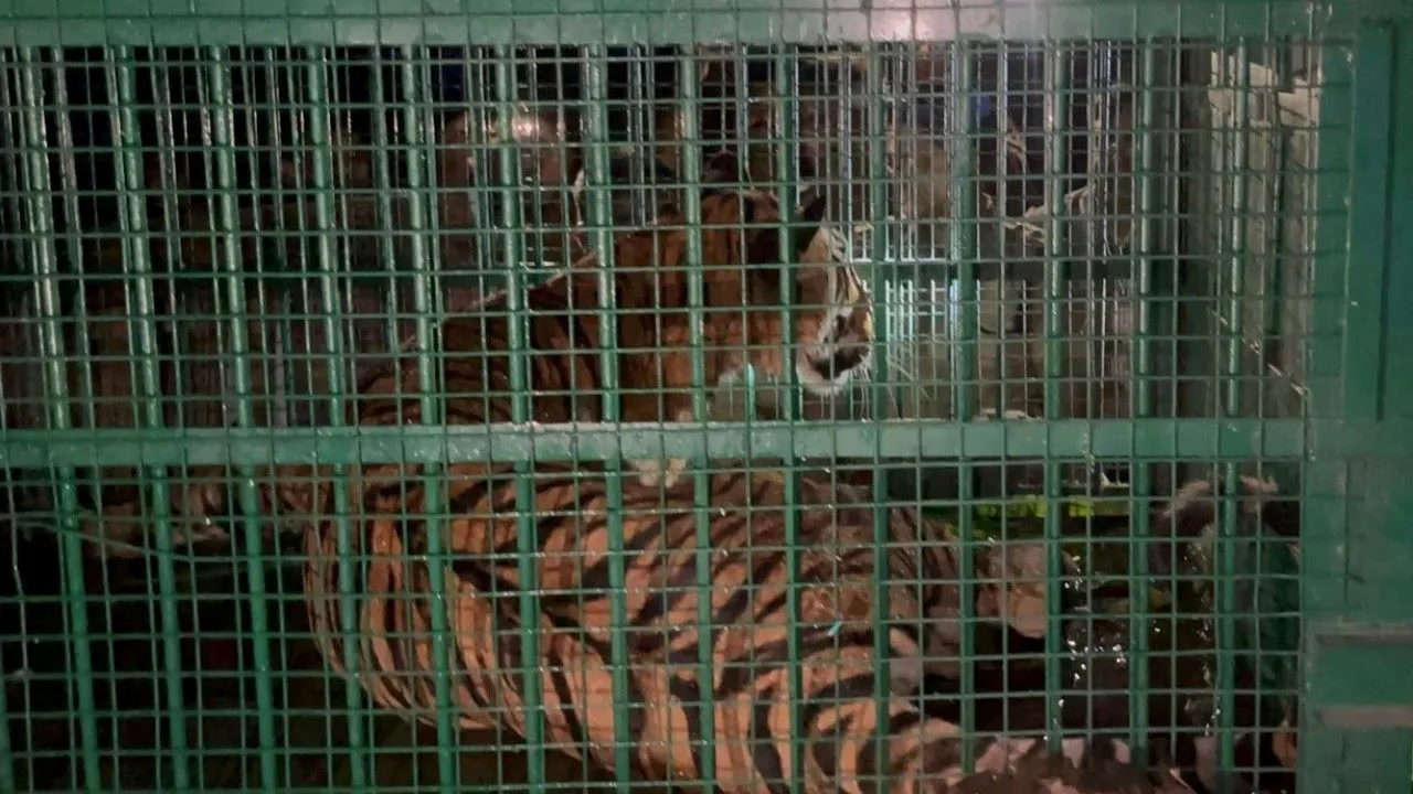 पीलीभीत: पकड़ी गई हमलावर बाघिन, 11 घंटे तक चला रेस्क्यू, दर्जन भर गांवों में थी दहशत