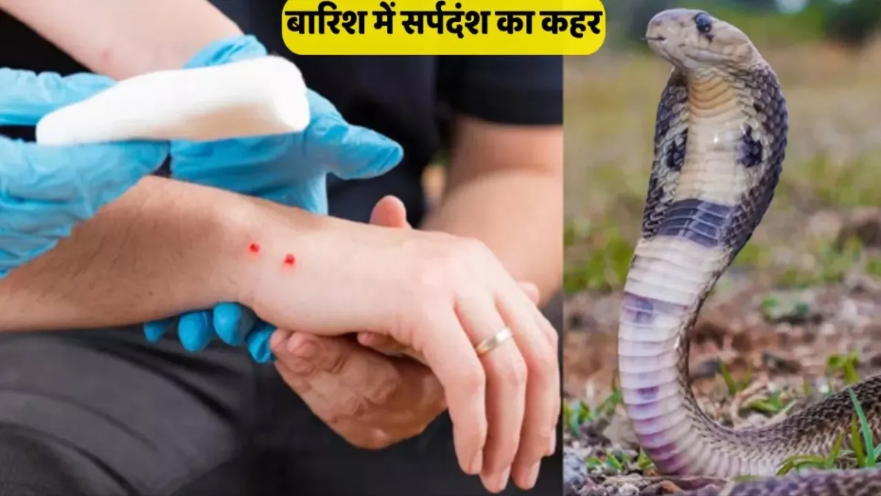 बारिश में सर्पदंश के मामले बढ़े, स्वास्थ्य विभाग अलर्ट : जागरूकता की कमी से जा रही लोगों की जान