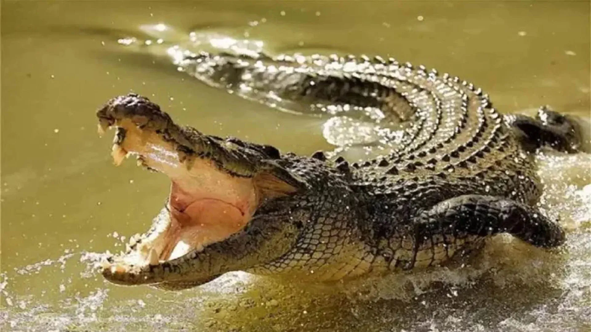 लखीमपुर खीरी: भैंस चराने नदी किनारे गए पशुपालक को खींच ले गया मगरमच्छ