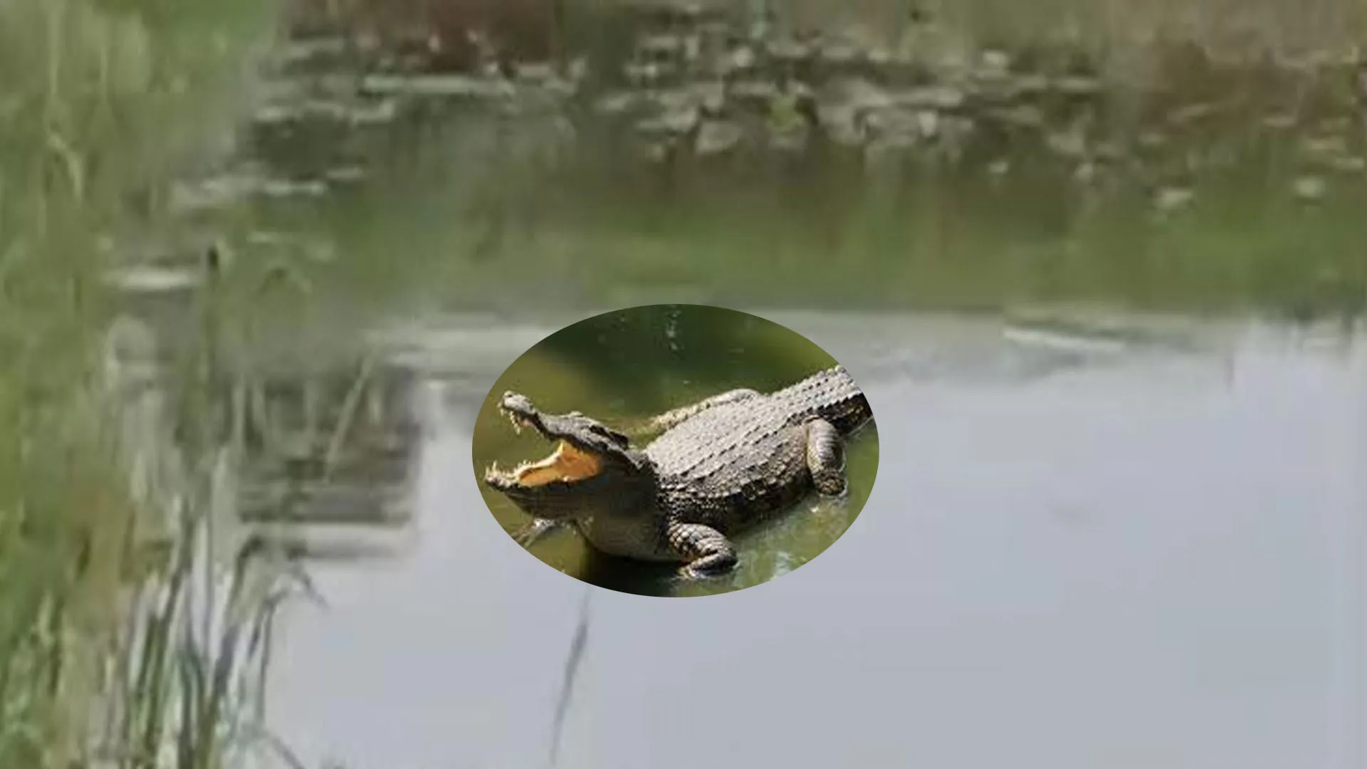 लखीमपुर खीरी: डेबरी तालाब में डेरा डाले मगरमच्छ ने अब कुत्ते को बनाया निवाला