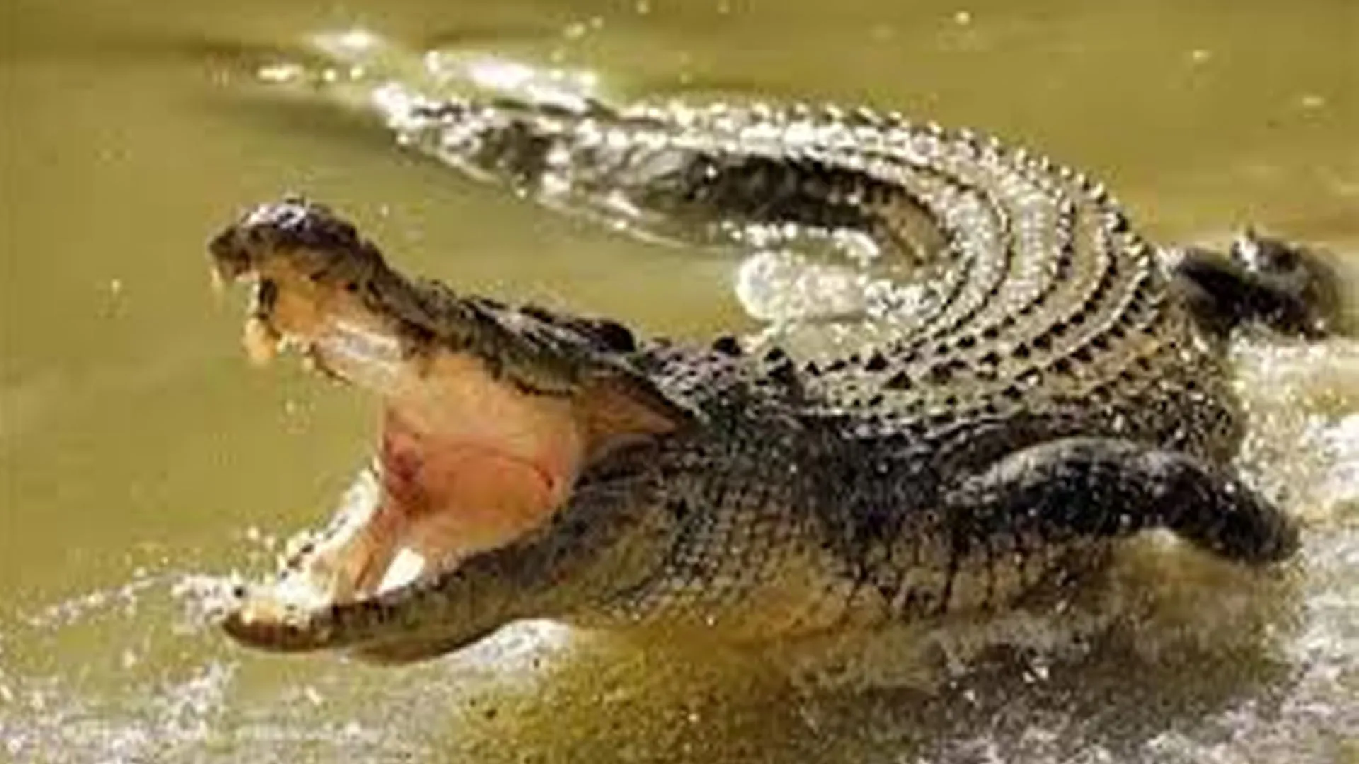 लखीमपुर खीरी: तालाब में मगरमच्छ दिखने के बाद ग्रामीणों में फैली दहशत