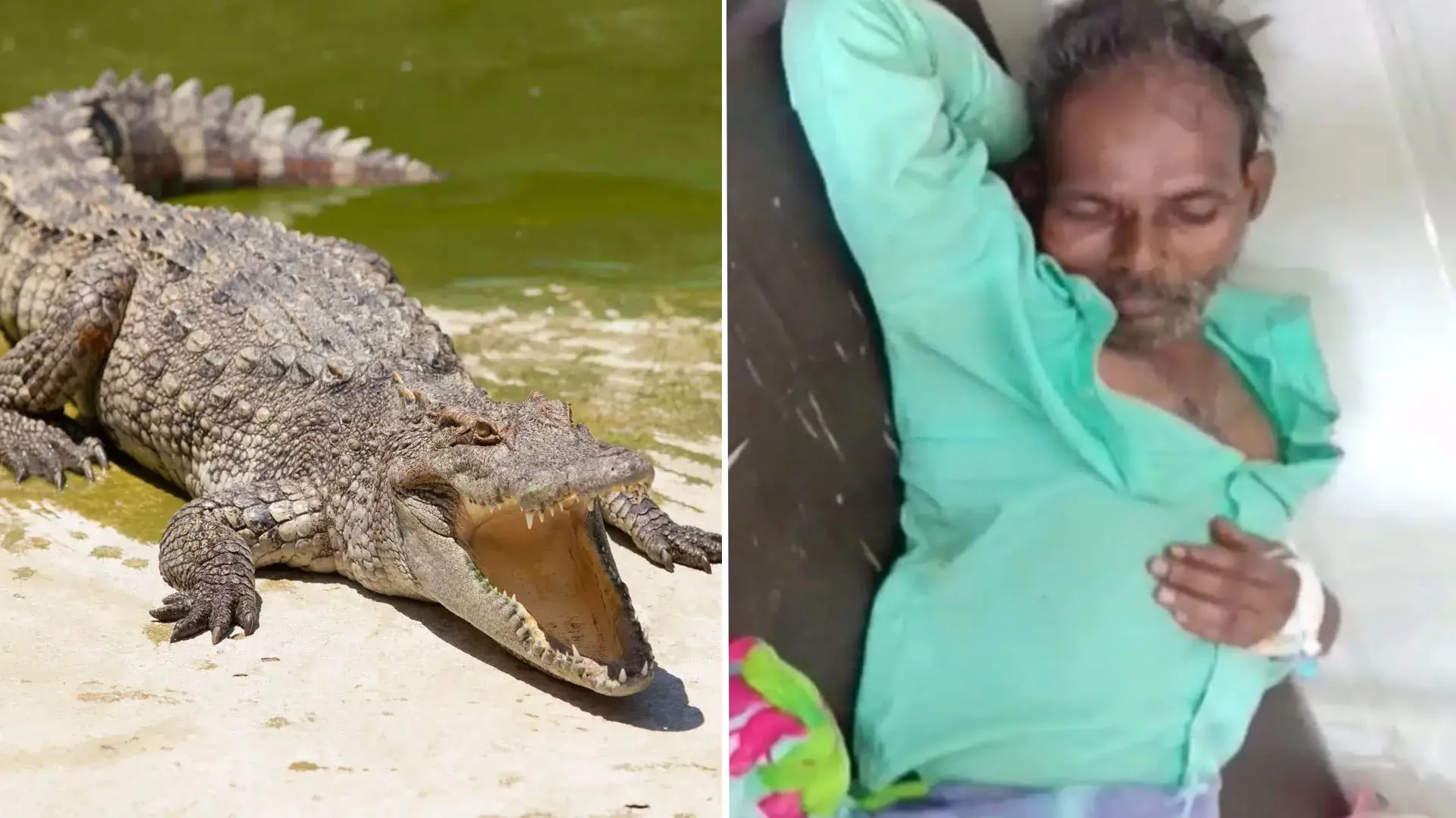 लखीमपुर खीरी:  बुजुर्ग को नदी में घसीट रही थी मौत...मगरमच्छ के जबड़े से ग्रामीणों ने बचाया