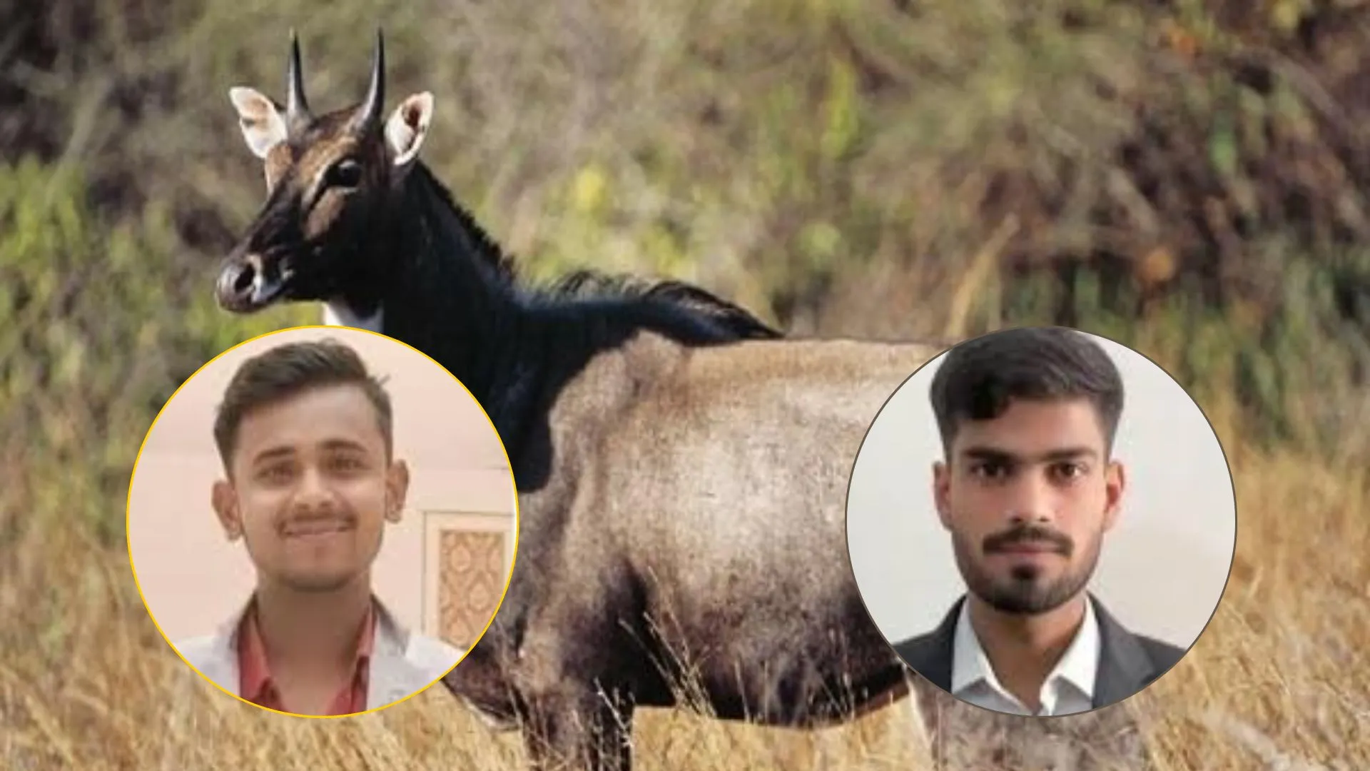 महराजगंज में नीलगाय से टकराई मोटरसाइकिल: दो युवकों की हुई मौत, परिजनों में मचा कोहराम  