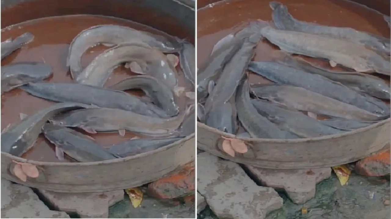 लखनऊ में प्रतिबंध के बावजूद बिक रही मांगुर मछली, स्वास्थ्य पर मंडरा रहा खतरा