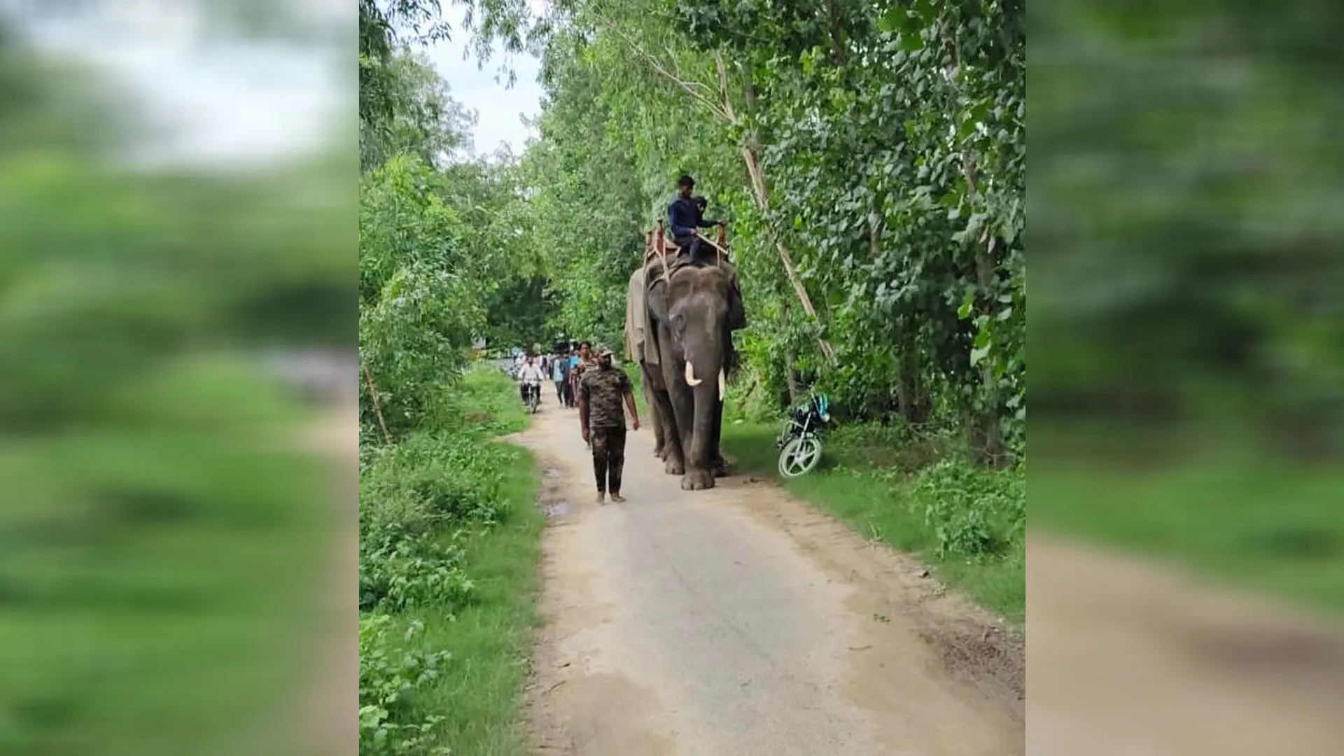 पीलीभीत: रेस्क्यू ऑपरेशन...72 घंटे बीतने के बाद नहीं मिल सकी हमलावर बाघिन की लोकेशन