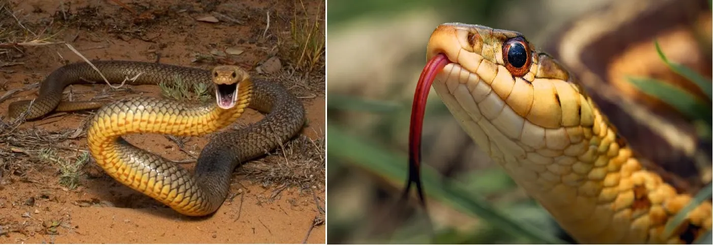 लखनऊ सर्पदंश