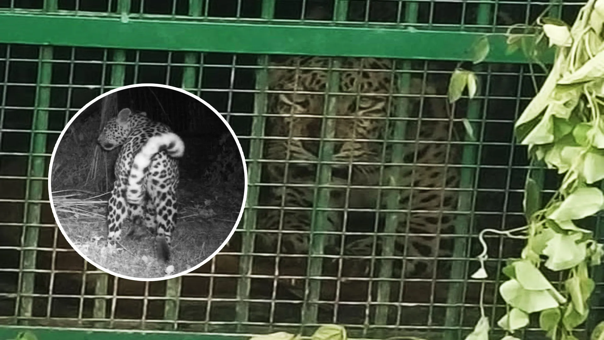 लखीमपुर खीरी: पूर्व विधायक के आवास पर चहलकदमी करने वाला तेंदुआ पिंजरे में कैद