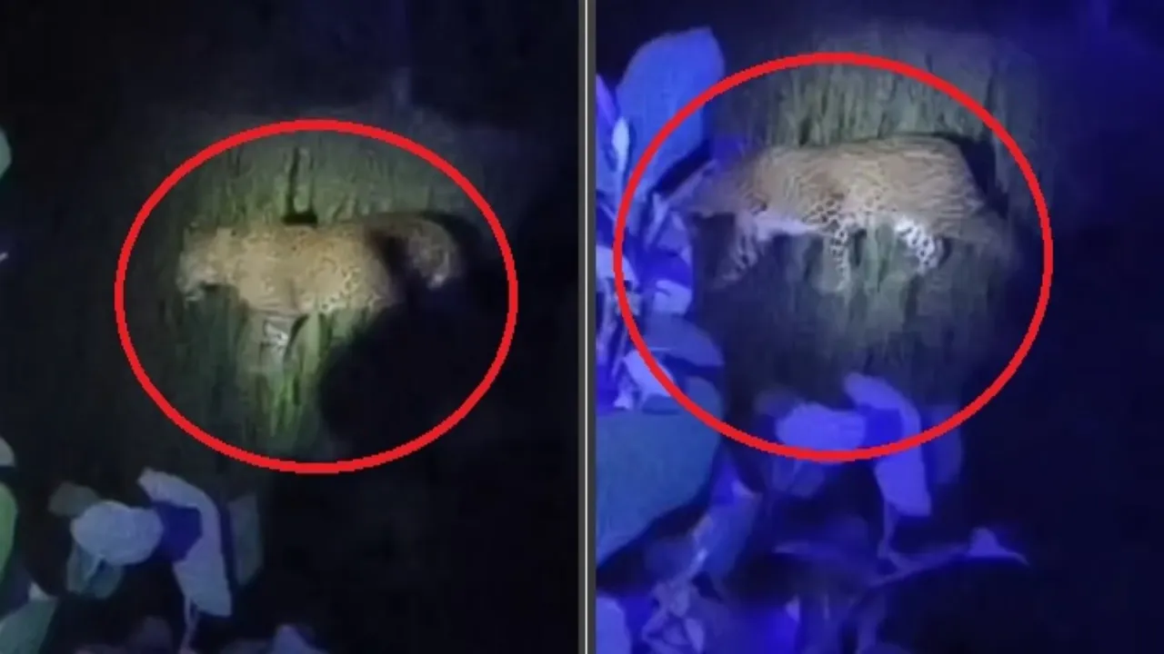 सीतापुर के लहरपुर में दिखा तेंदुआ, वीडियो सामने आने पर ग्रामीणों में दहशत  