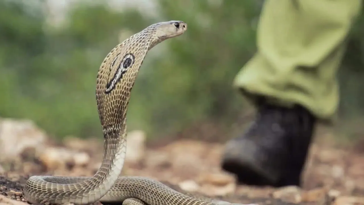 सर्पदंश