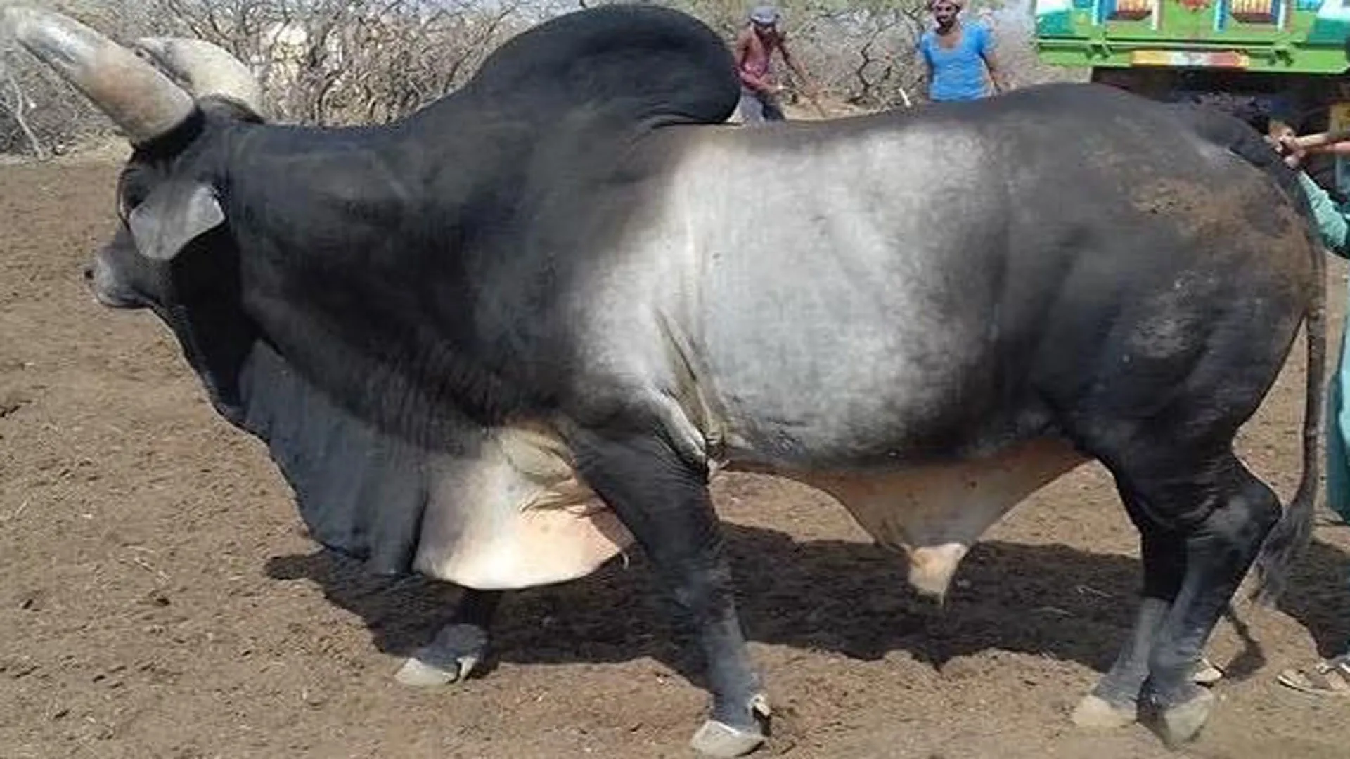 लखीमपुर खीरी: आवारा पशुओं का आतंक...सांड ने बुजुर्ग को पटक-पटककर मार डाला