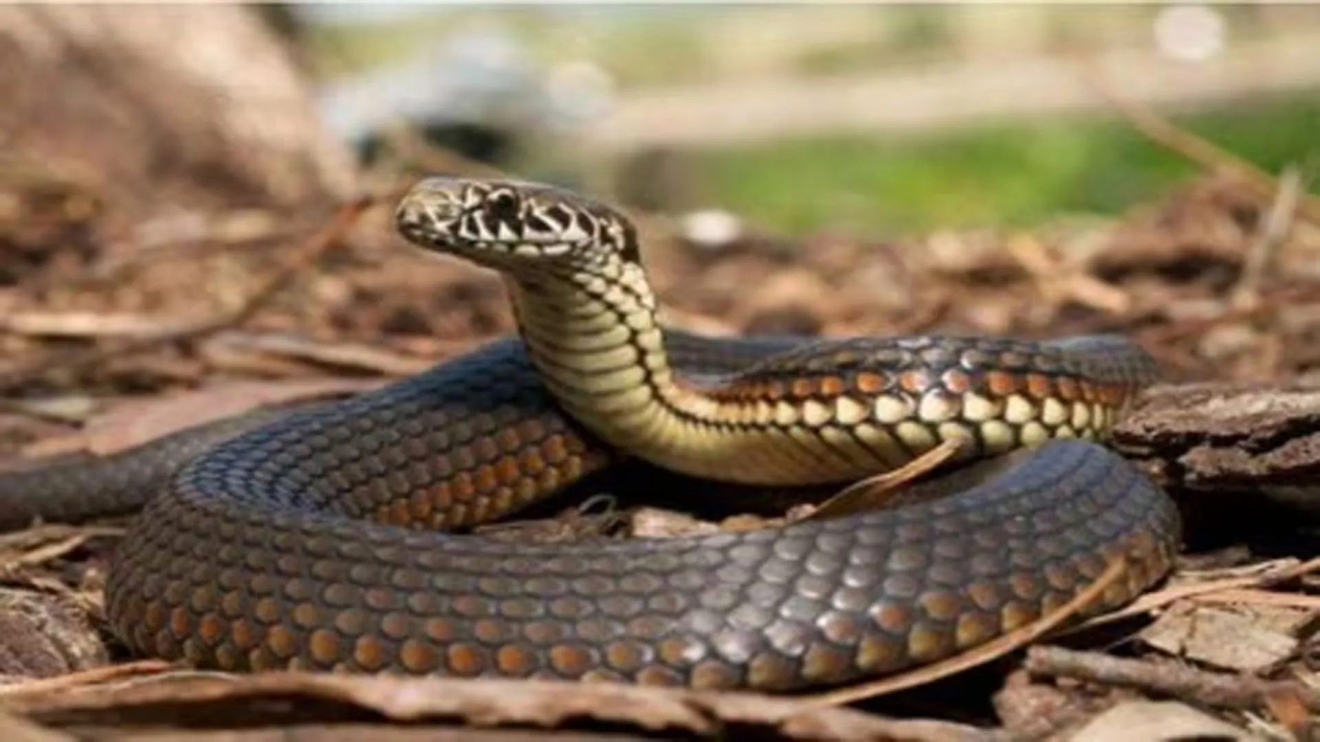 लखीमपुर खीरी: सांप के काटने से चार साल के मासूम समेत दो लोगों की मौत