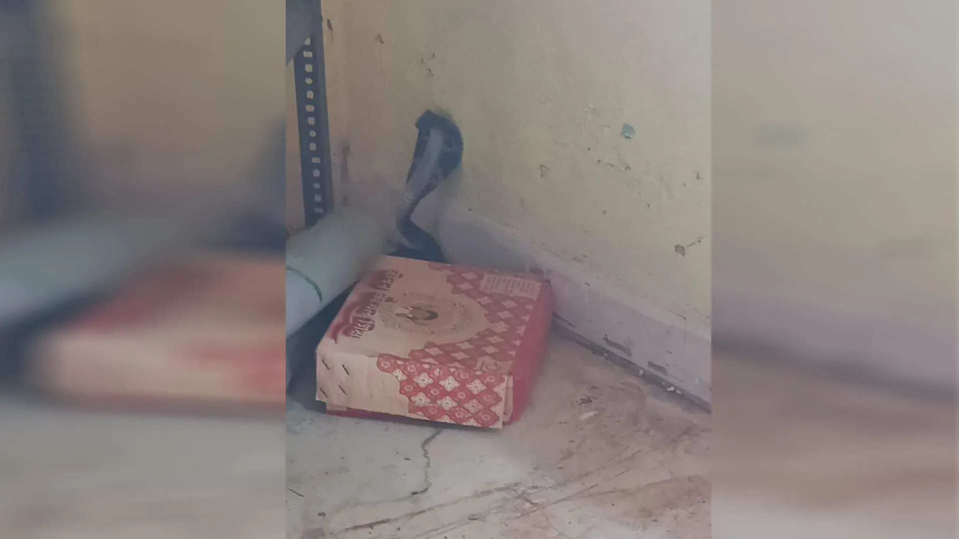 लखीमपुर खीरी: स्कूल में कोबरा देख छात्रों की निकली चीखें...दहशत में आए बच्चे भागे घर 