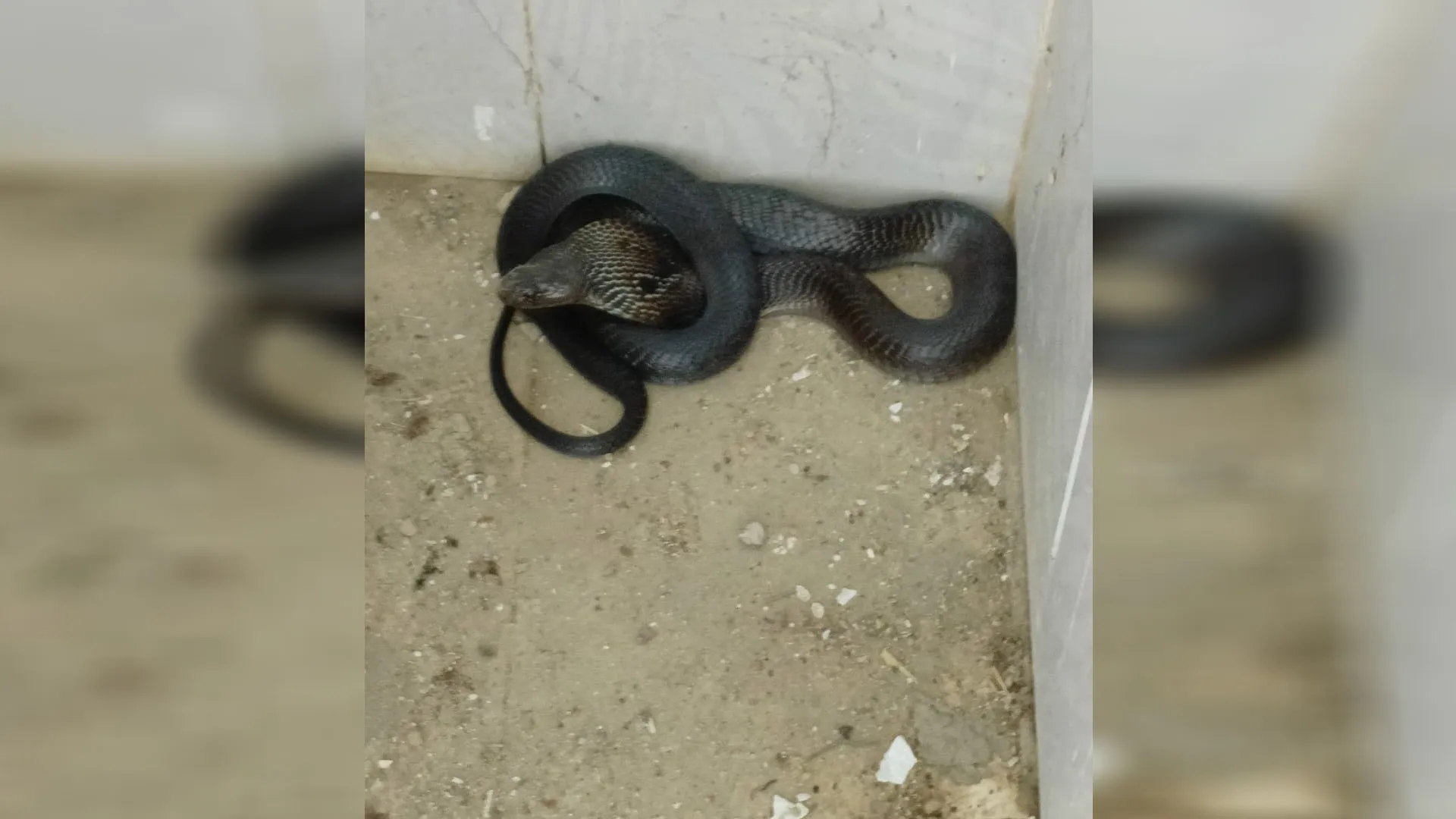 रामपुर: सरकारी स्कूल के शौचालय में कोबरा सांप दिखने से हड़कंप