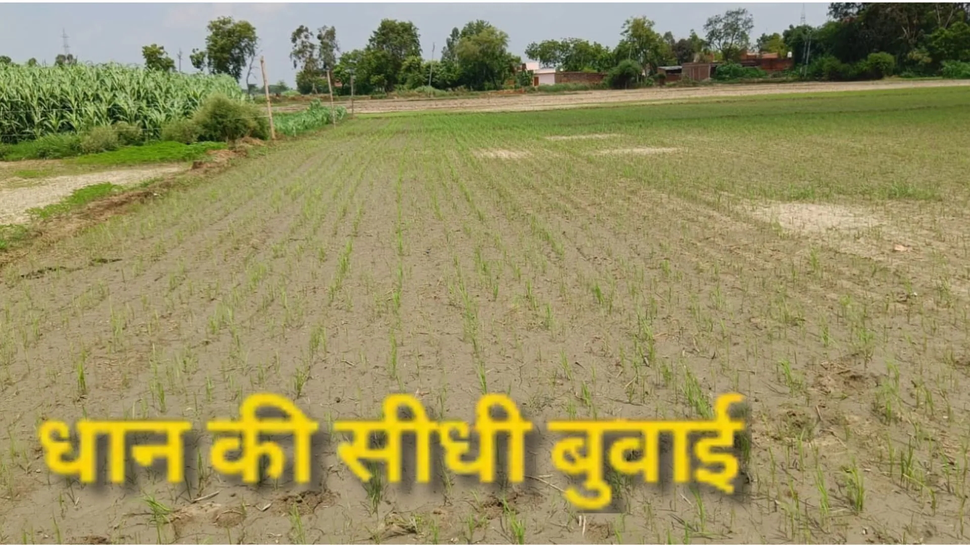 धान की सीधी बुवाई पर लौटे किसान: पानी, समय और लागत बचने के साथ बढ़ेगी उपज और गुणवत्ता, कृषि विभाग ने  दिया जोर