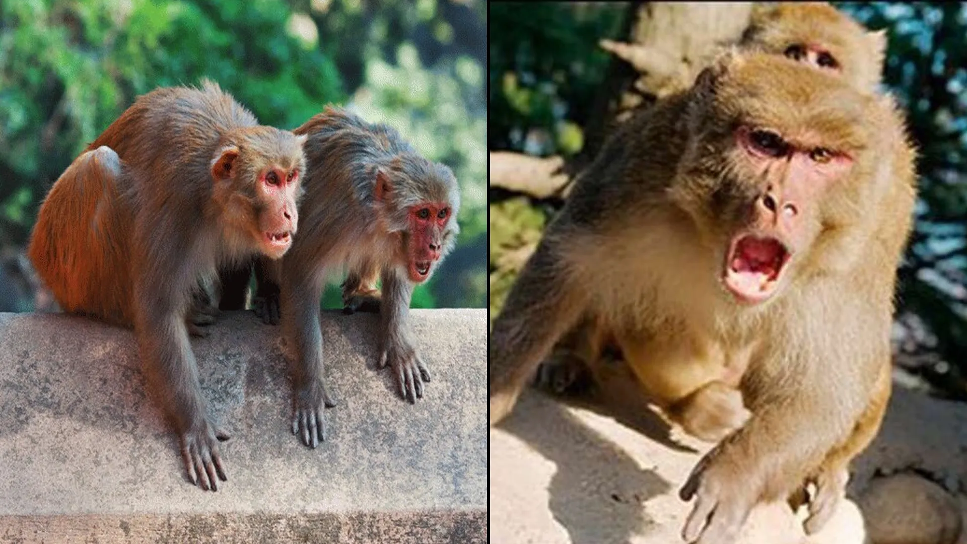 शाहजहांपुर में बढ़ रहा बंदरों का आतंक, छत पर जाने से डर रहे लोग