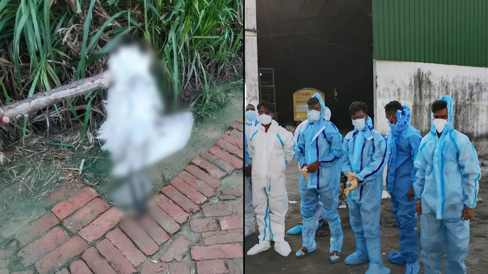 रामपुर : चंदेन गांव के पोल्ट्री फार्म बर्ड फ्लू की पुष्टि, 16 हजार मुर्गी दबाई