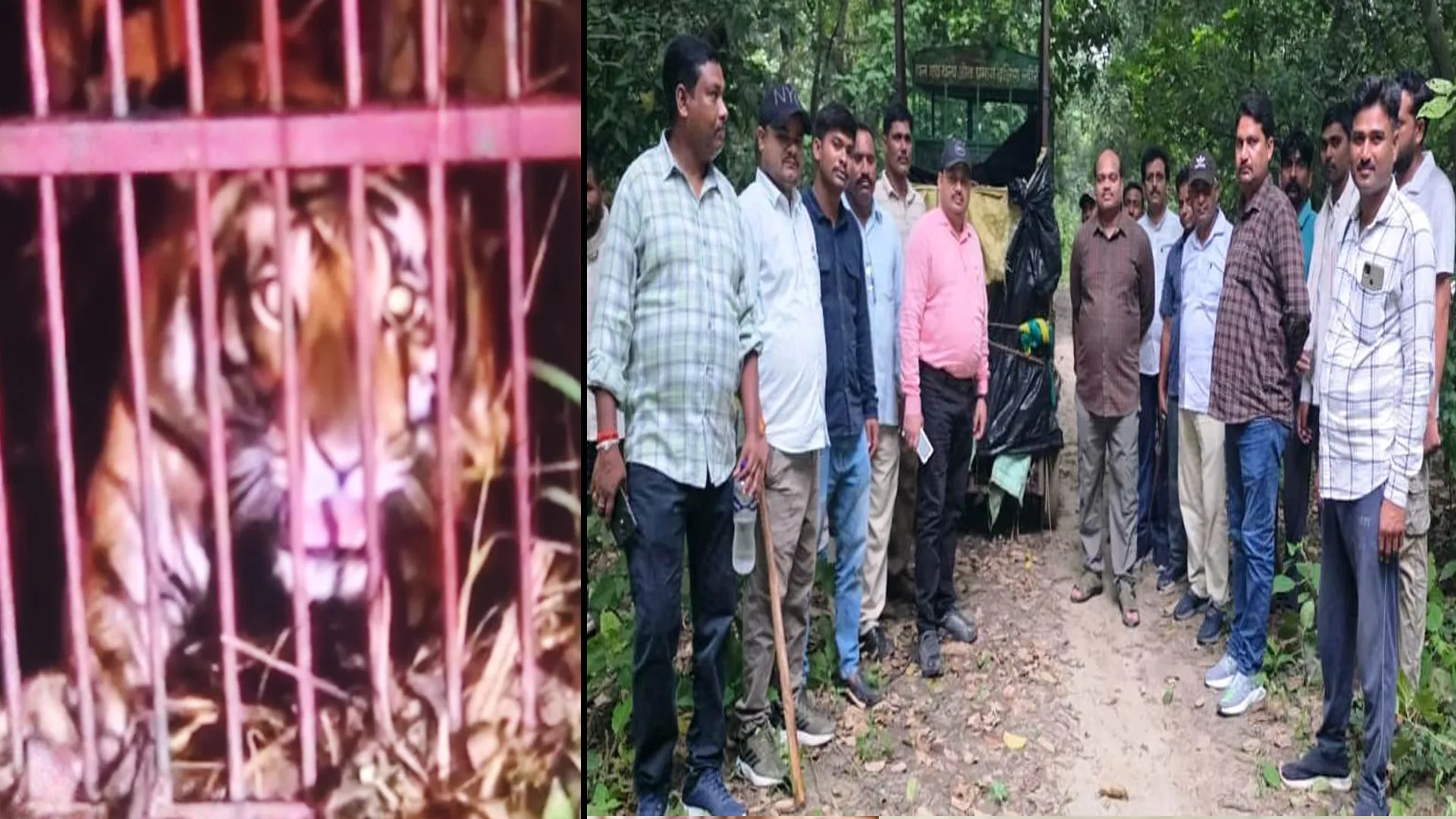 लखीमपुर खीरी : दो महीने से क्षेत्र में दहशत फैलाने वाली बाघिन पिंजड़े में हुई कैद