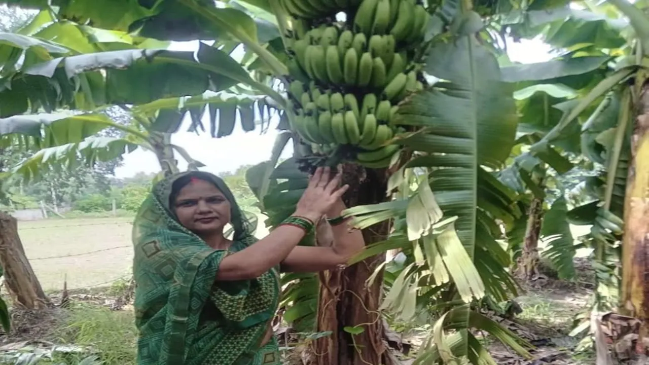 जहां चाह, वहां राह... बाराबंकी की नमिता ने केले की खेती से बदली किस्मत, बनीं प्रेरणा